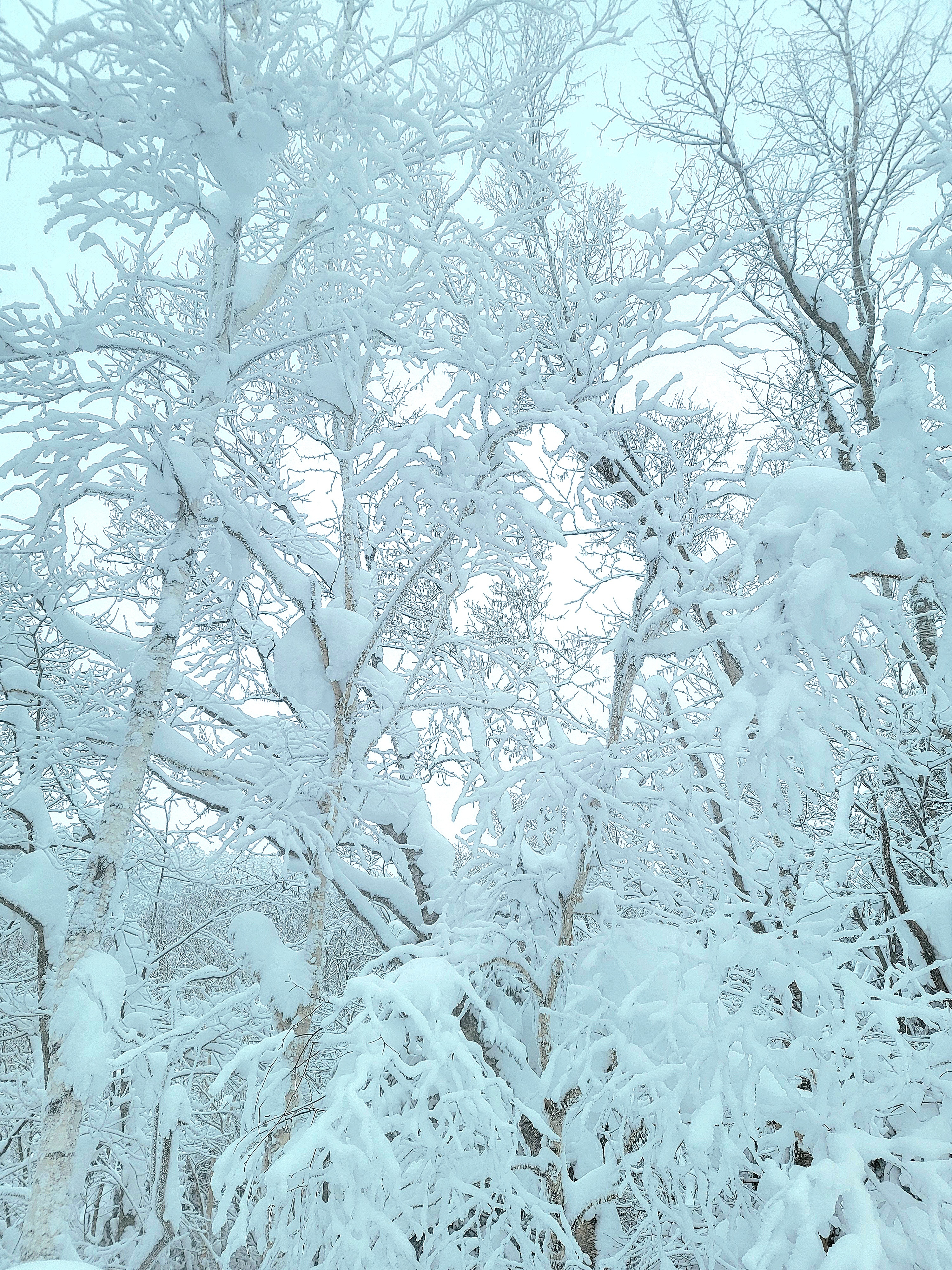 №83樹氷