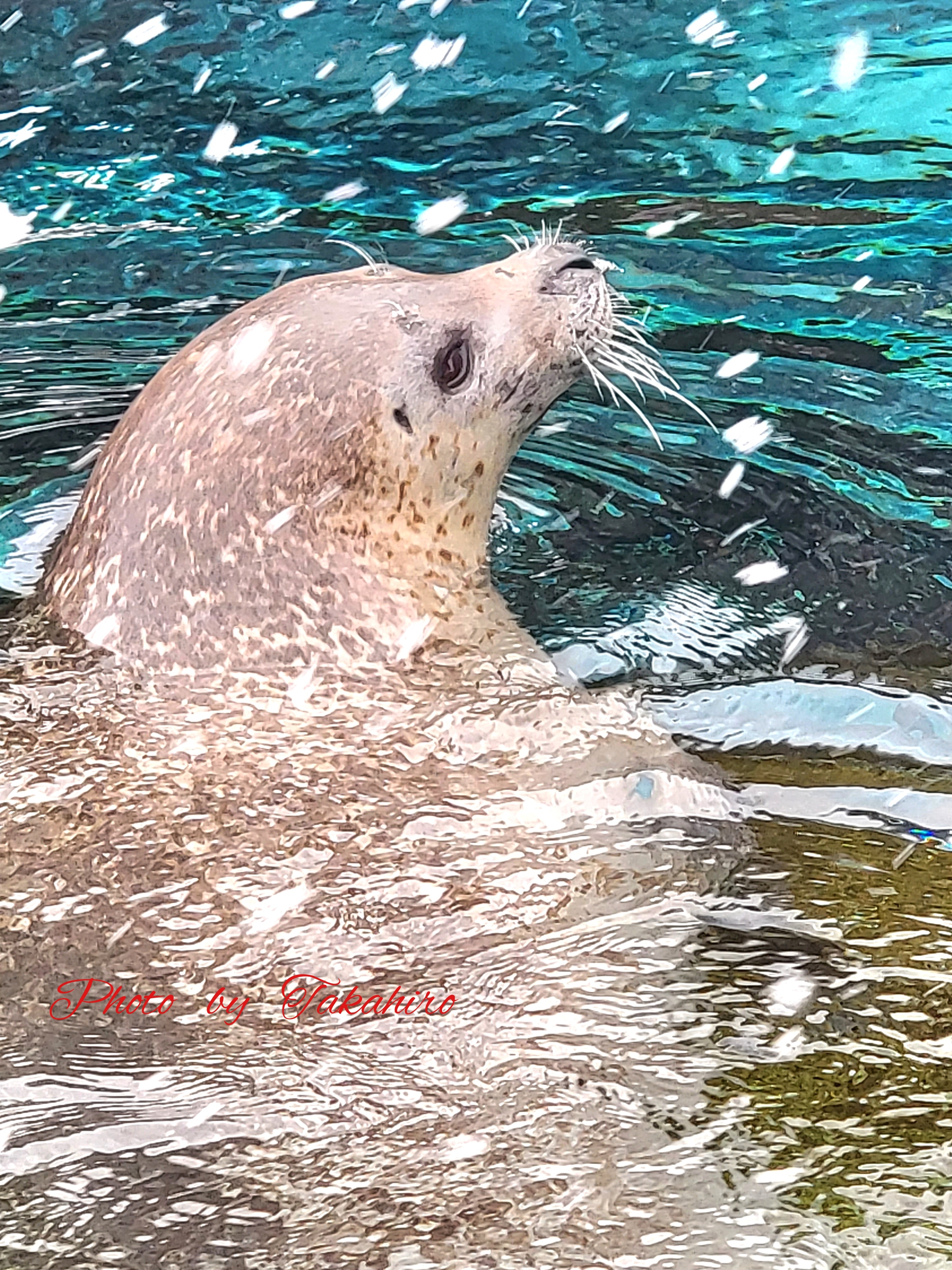 №.84　旭山動物園のアザラシさん