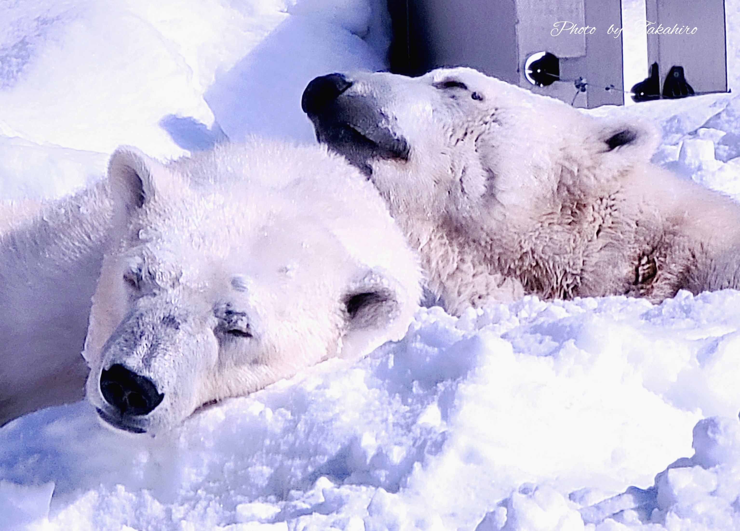 №88　旭山動物園のシロクマの親子