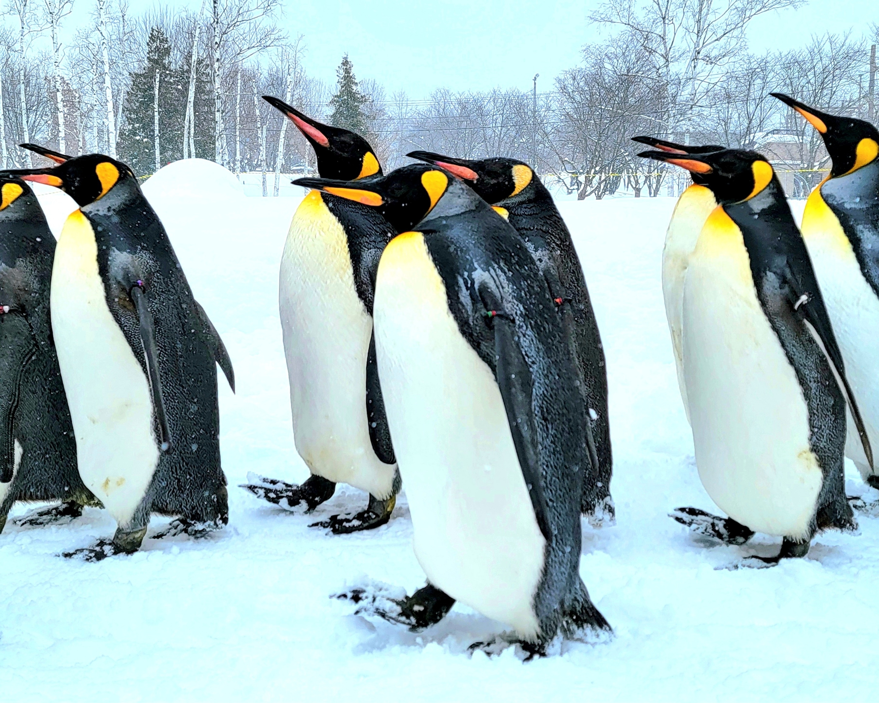 №６　旭山動物園　ペンギンさんの散歩