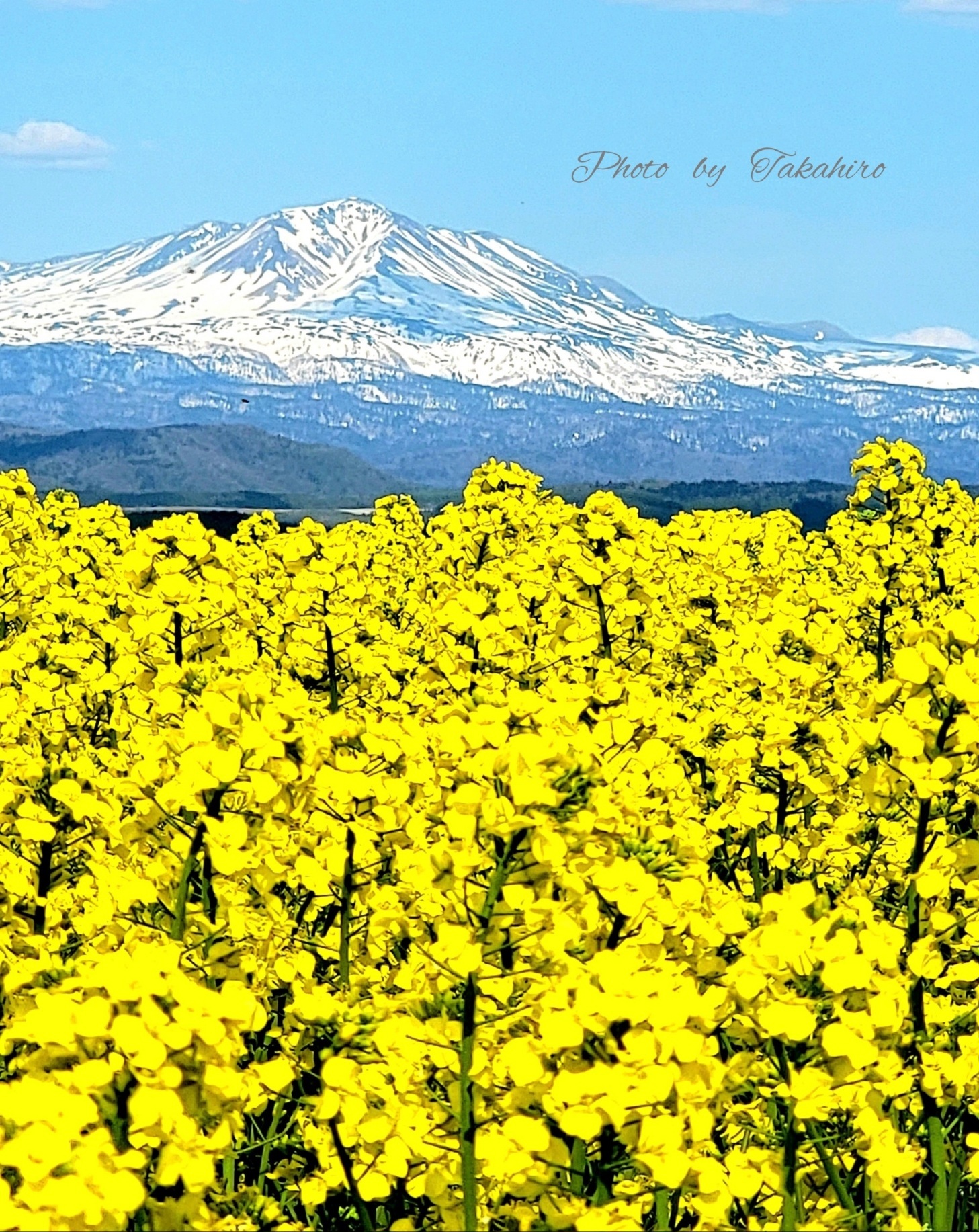 №17　菜の花と大雪山旭岳