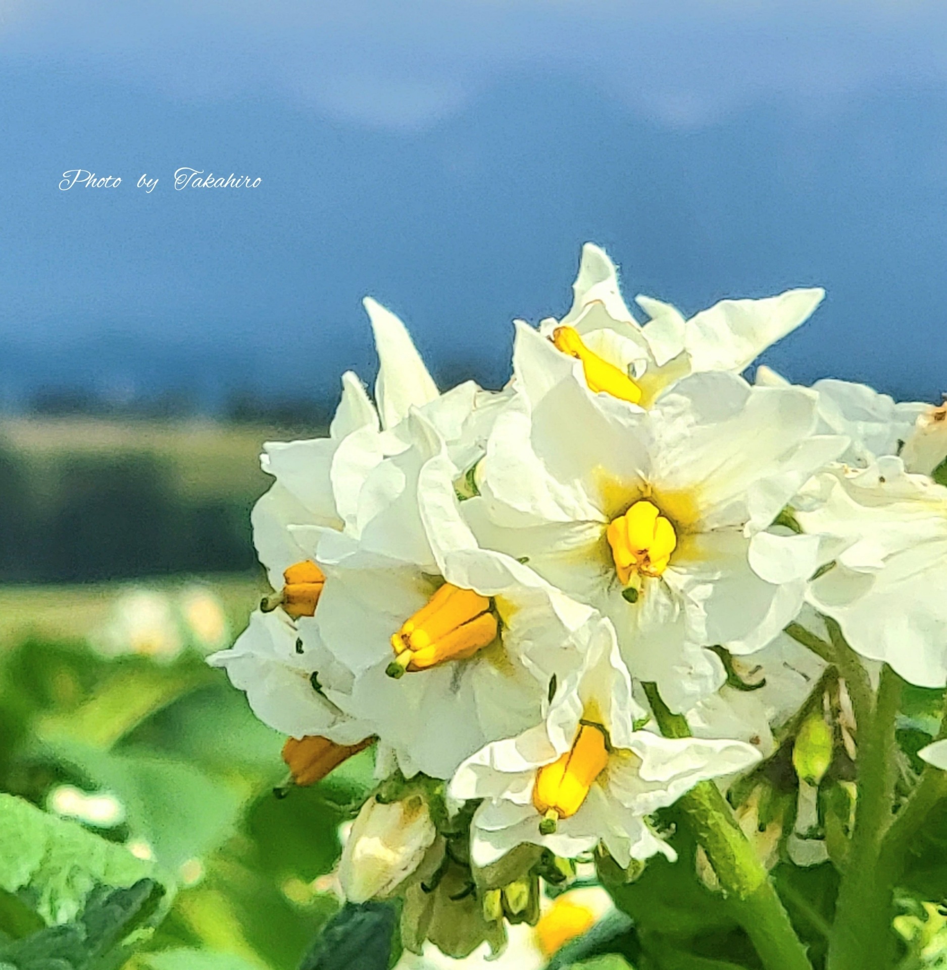 №42　じゃがいもの花
