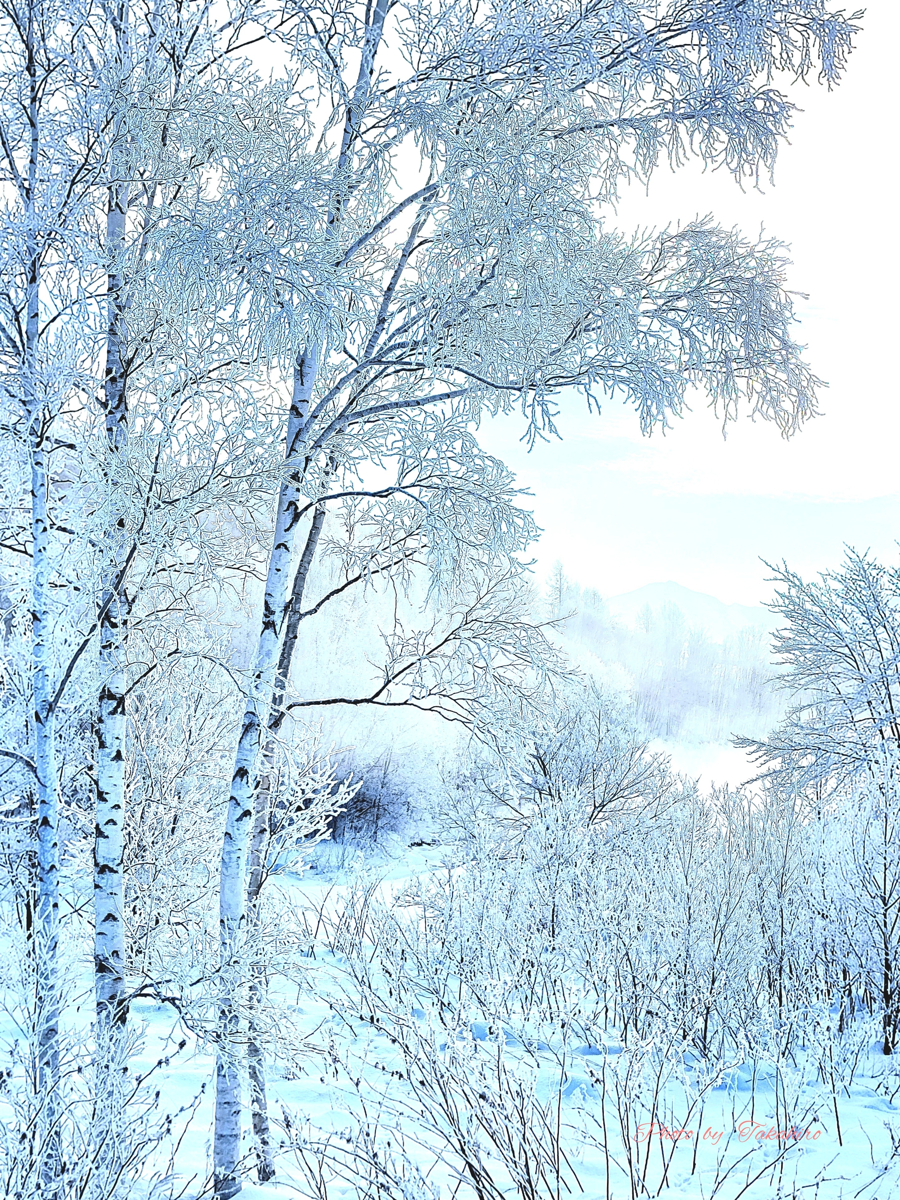 №69白樺の樹氷