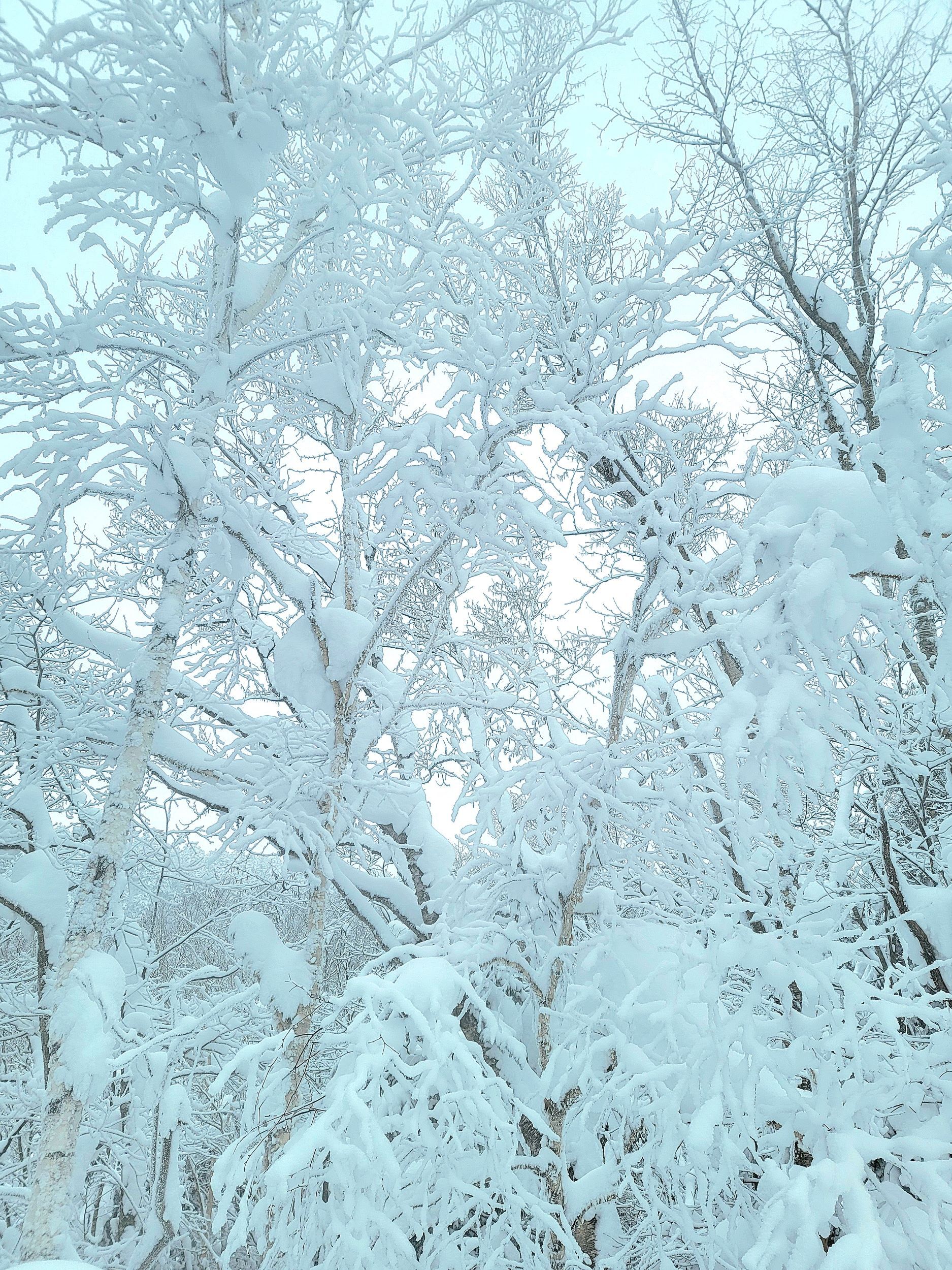 №83樹氷