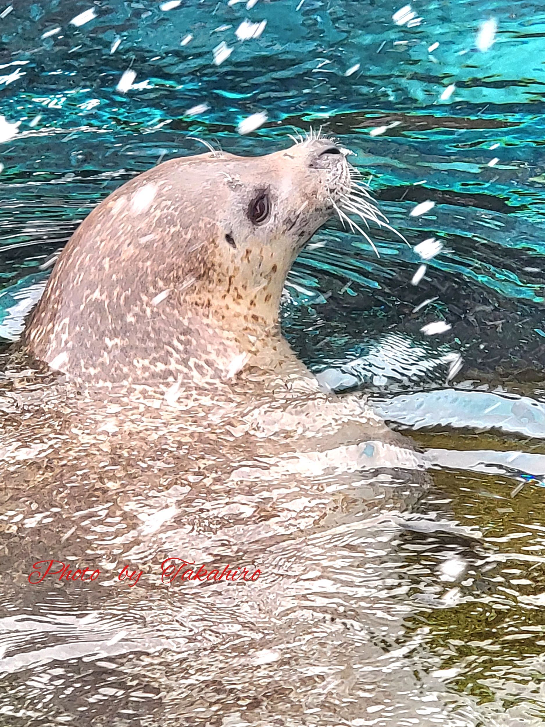 №.84　旭山動物園のアザラシさん