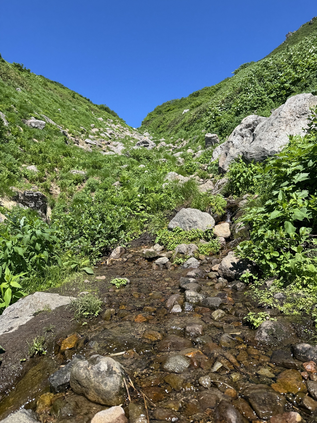 Aotaimatsu02