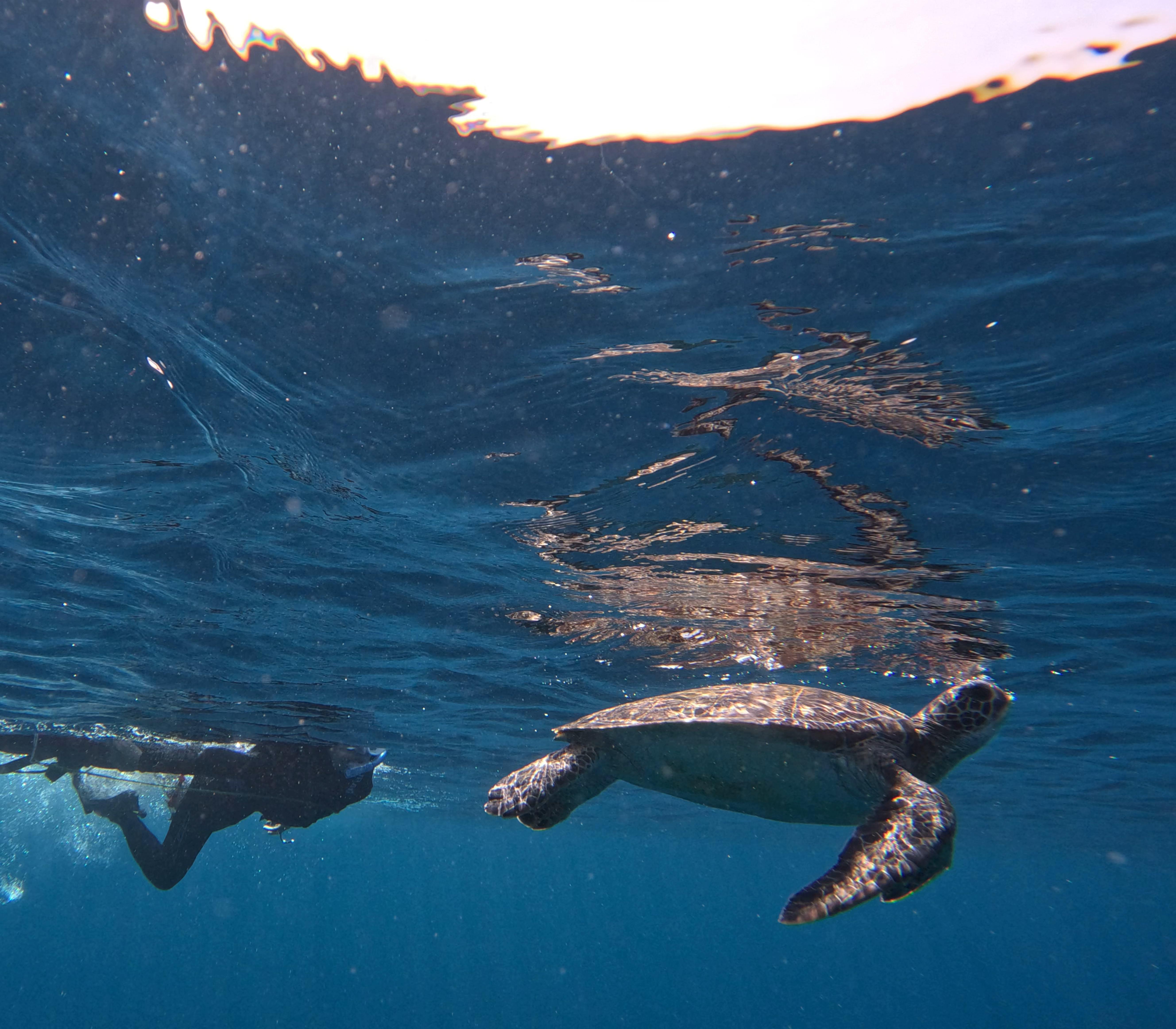 Shotcut_00_01_21_255