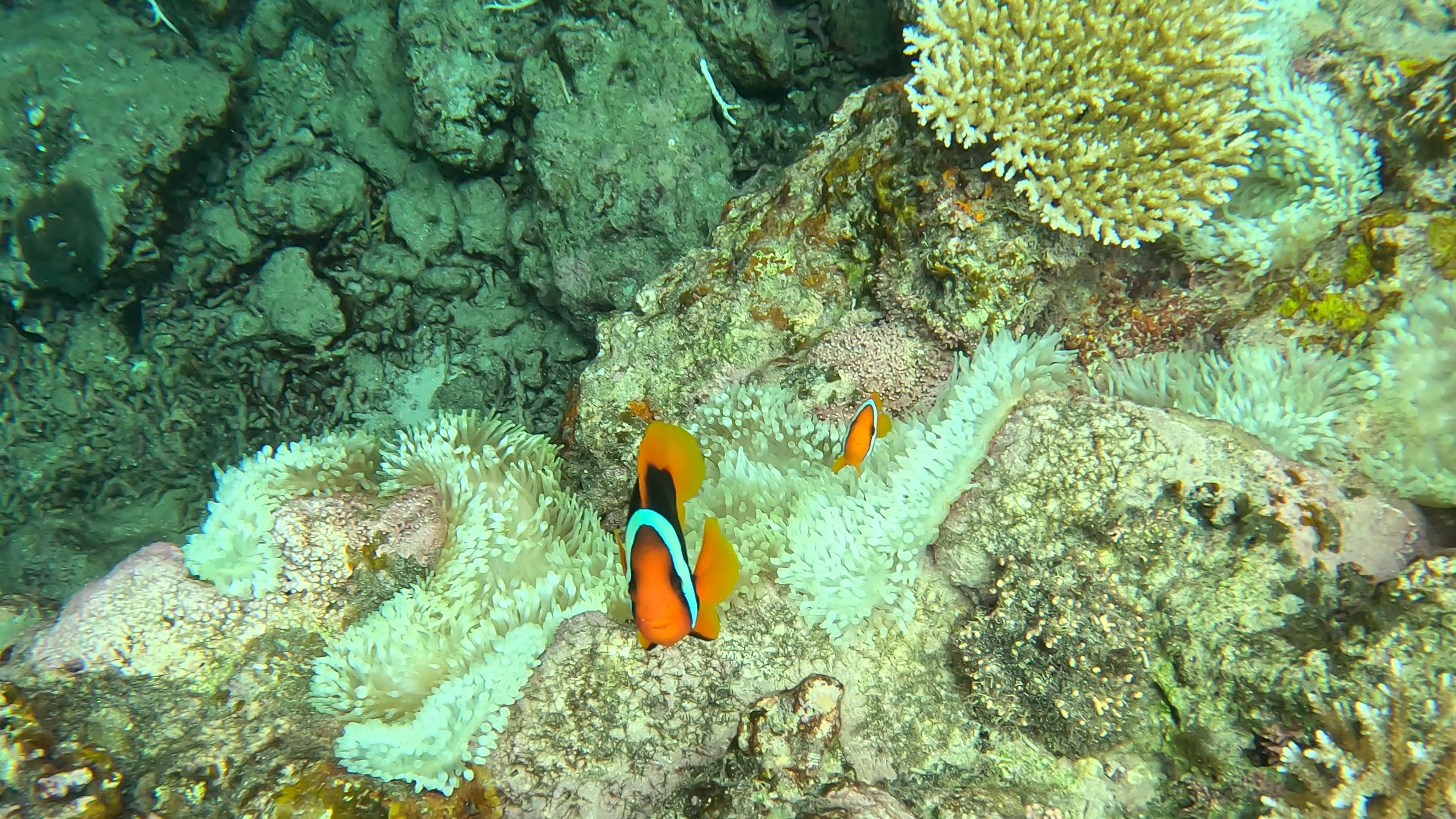 Shotcut_00_00_35_903