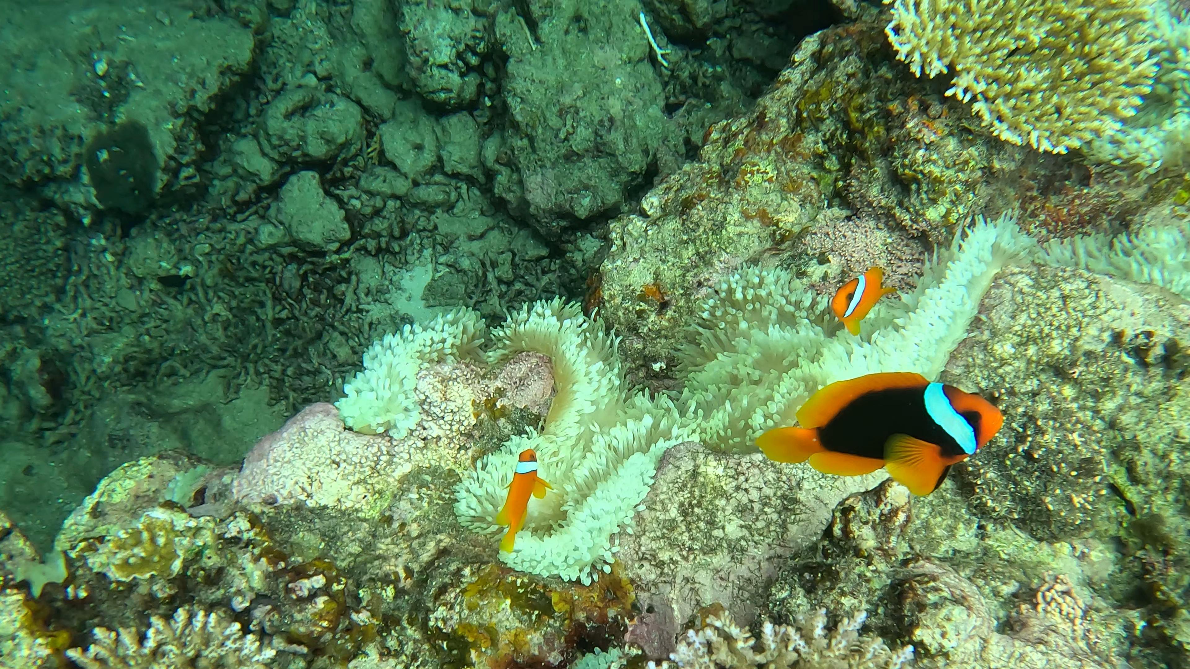 Shotcut_00_00_37_504