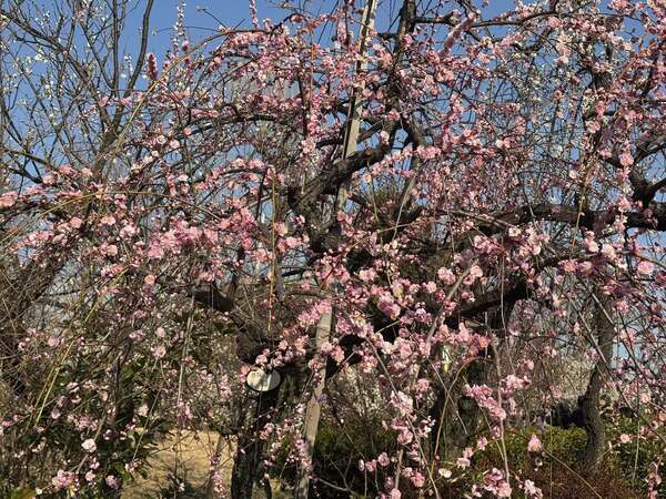 633801704_3201902559970157_126199138198998552_n_コピー