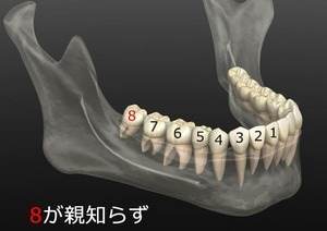 歯の位置_コピー