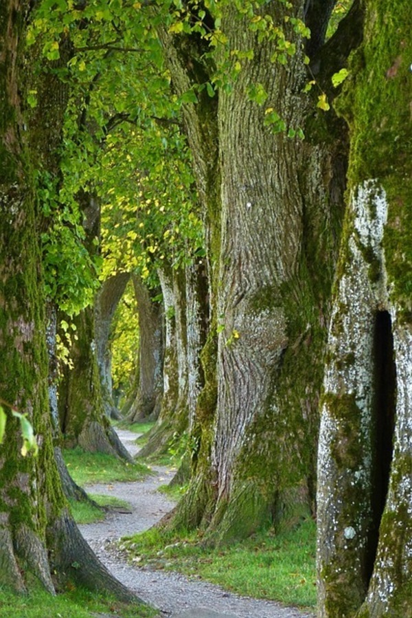 trees-2897757_640_コピー
