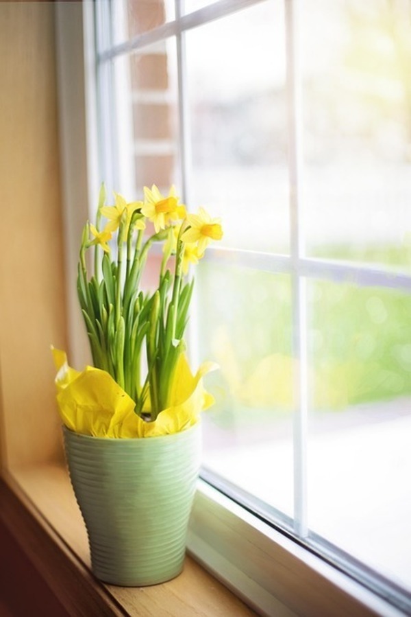 daffodils-1316128_640_コピー