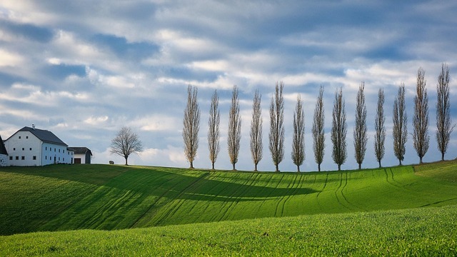trees-8458466_640