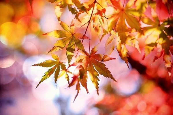 maple-2135514_640_コピー