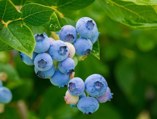 blueberries-3548239_640_コピー
