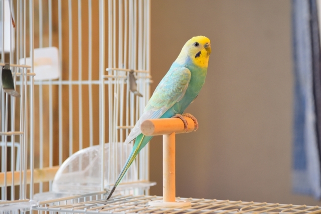 小鳥の飼い方