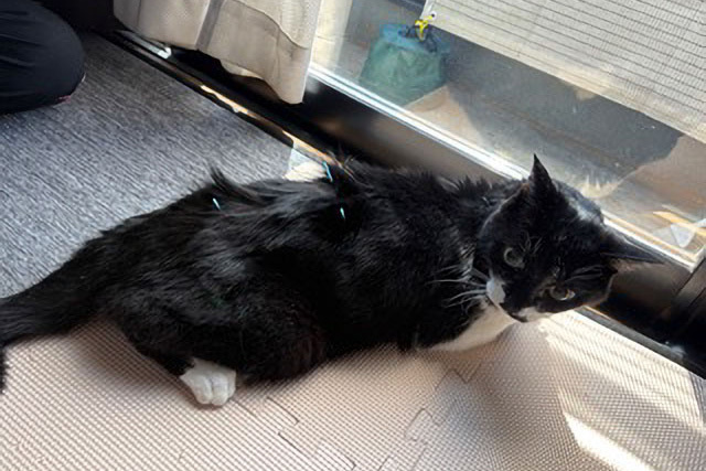 img_oriental-medicine01