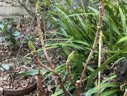 IMG_1706_コピー_コピー