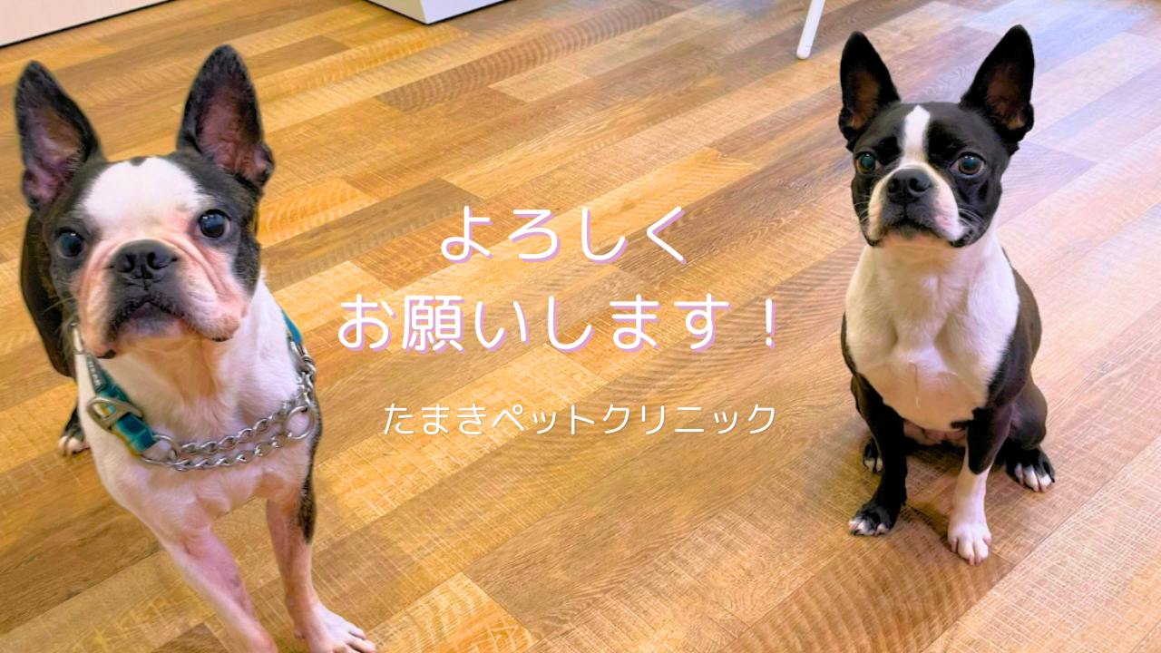 ピンク 写真 かわいい 引越し YouTubeサムネイル