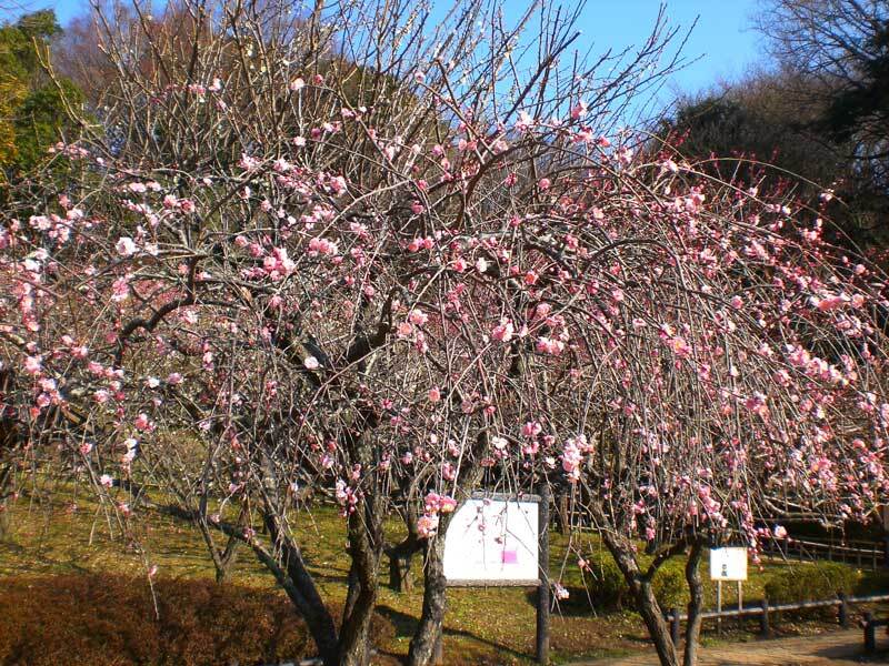 ume-okamurakouen02