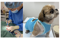 syuryu_コピー