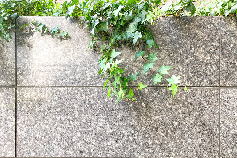 管理内容：庭木確認