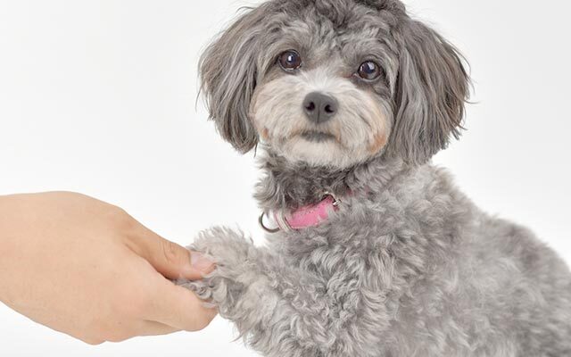 わんちゃんの負担を考えたトリミング設計