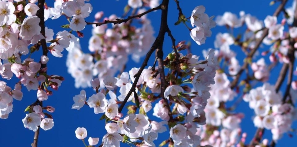 トップバナー　春