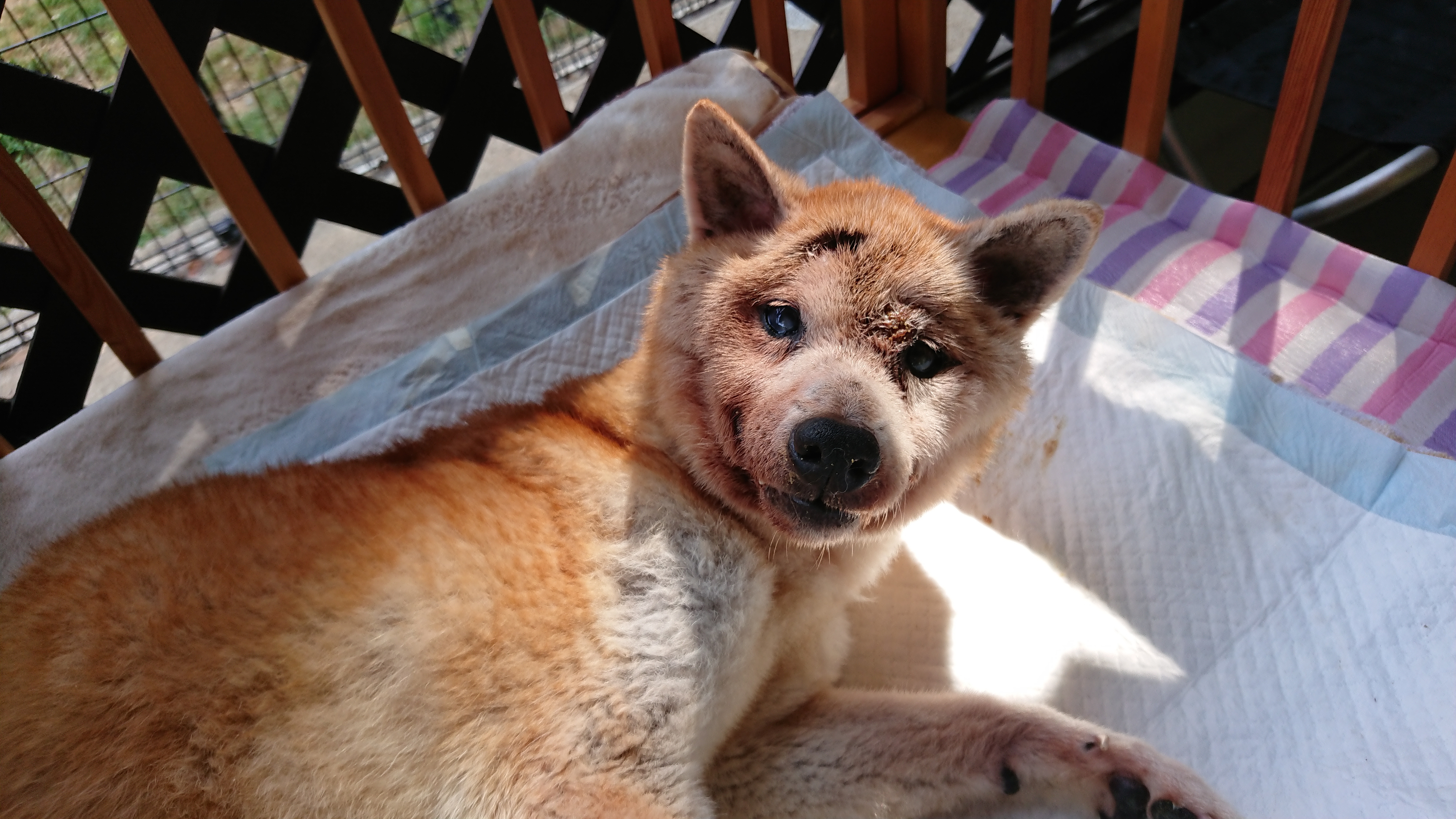 犬の介護なら老犬ホーム 犬のケアハウスうらら 京都府船井郡 犬の介護なら老犬ホーム 犬のケアハウスうらら 京都府船井郡